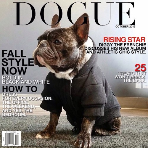 Bulldog Francés - OhMyDog! Magazine